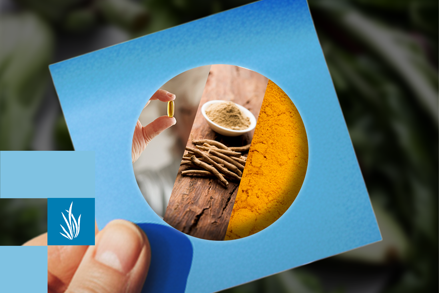 Ilustração para o artigo: Três ativos naturais que têm ciência por trás para você aplicar na prática clínica