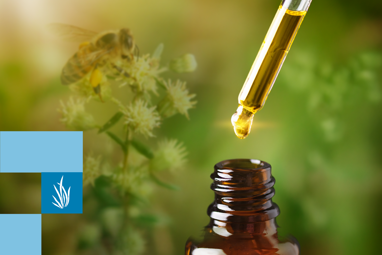 Ilustração para o artigo: Própolis verde: aliado potente da sua saúde